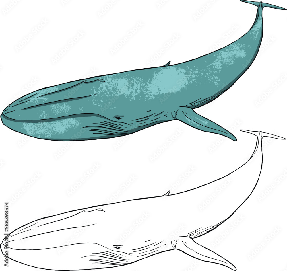 Vector Illustration of a blue whale, a type of whale. Suitable for ...