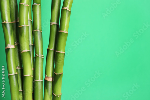 Beautiful bamboo stems on light green background, space for text