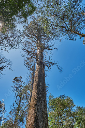 Mountain Ash Trees, and Manna Gums of the Black Spur ,Healesville, Victoria. photo