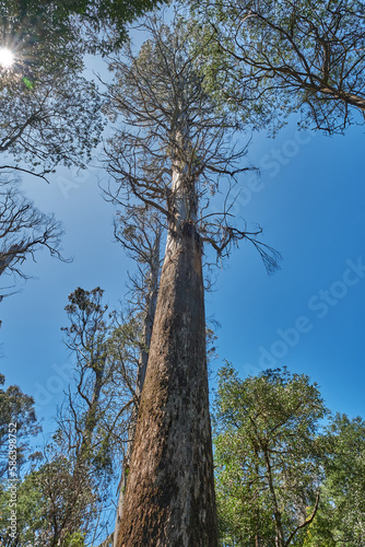 Mountain Ash Trees, and Manna Gums of the Black Spur ,Healesville, Victoria. photo