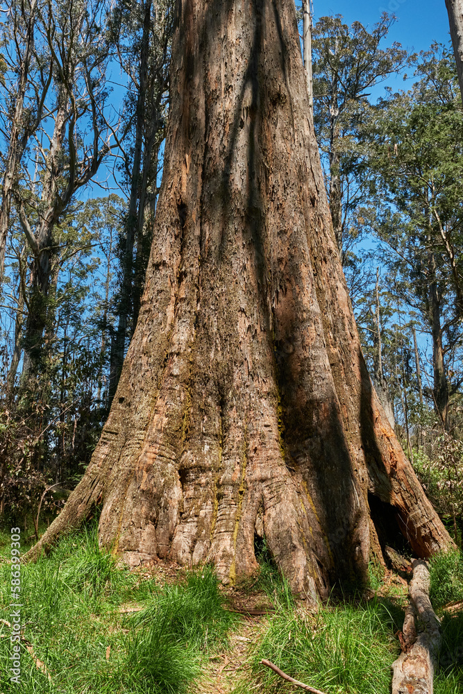 Obraz premium Mountain Ash Trees, and Manna Gums of the Black Spur ,Healesville, Victoria.