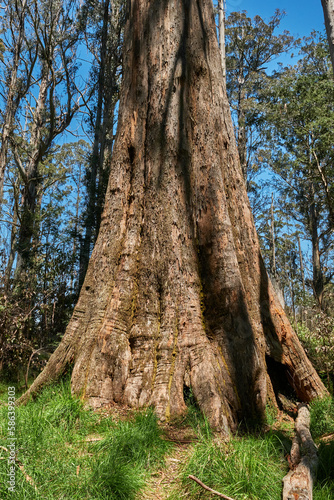 Mountain Ash Trees, and Manna Gums of the Black Spur ,Healesville, Victoria. photo