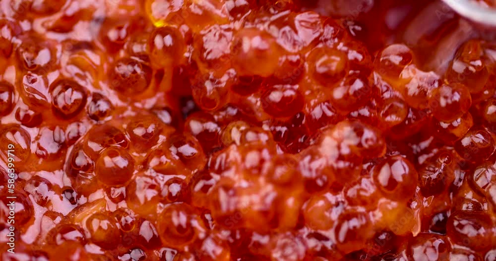 Natural red salmon caviar in large quantities, a lot of real fresh raw red sea salmon caviar for cooking Natural red salmon caviar in large quantities, a lot of real fresh raw red sea salmon caviar for cooking