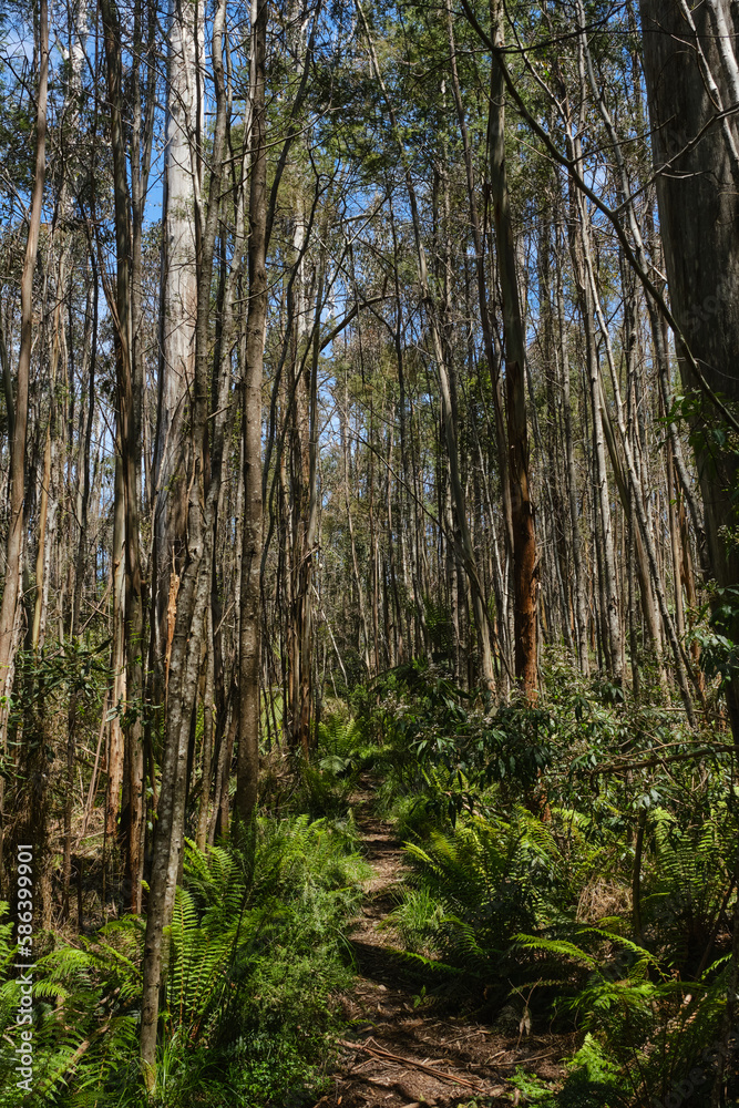 Fototapeta premium Mountain Ash Trees, and Manna Gums of the Black Spur ,Healesville, Victoria.