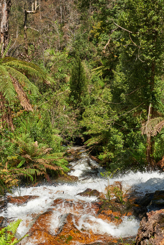 Yarra Ranges National Park is part of an Aboriginal cultural landscape in the traditional Country of the Wurundjeri People. Parks Victoria respects the deep and continuing connection that Wurundjeri