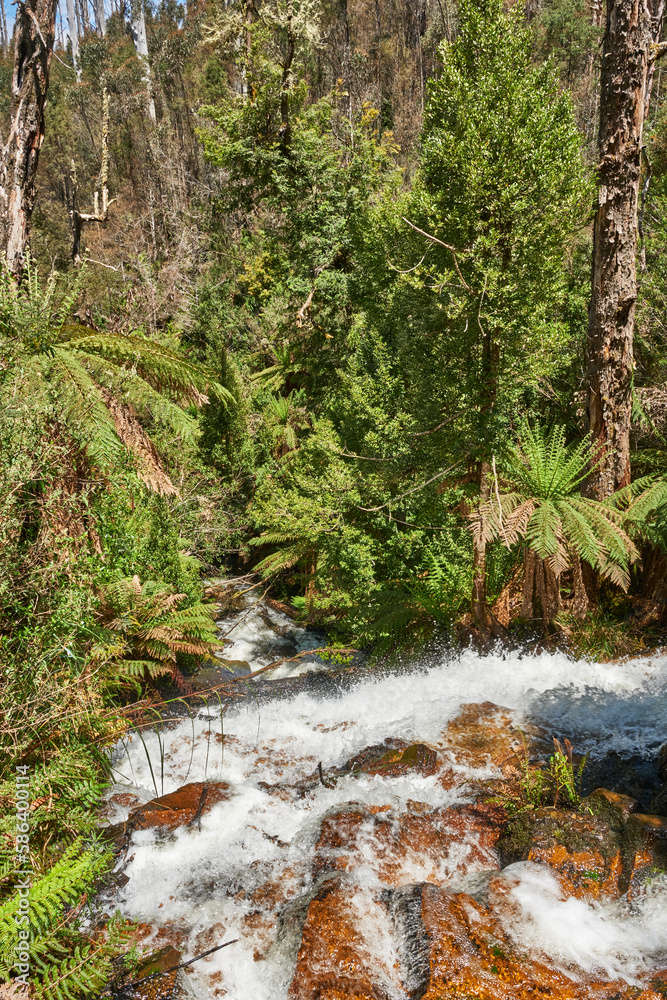 Naklejka Yarra Ranges National Park is part of an Aboriginal cultural landscape in the