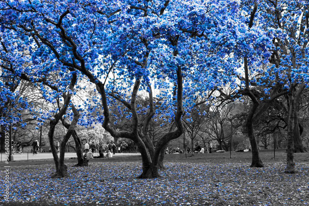 Blue blossoms blooming in black and white forest of trees in Central Park, New York City Blue blossoms blooming in black and white forest of trees in Central Park, New York City