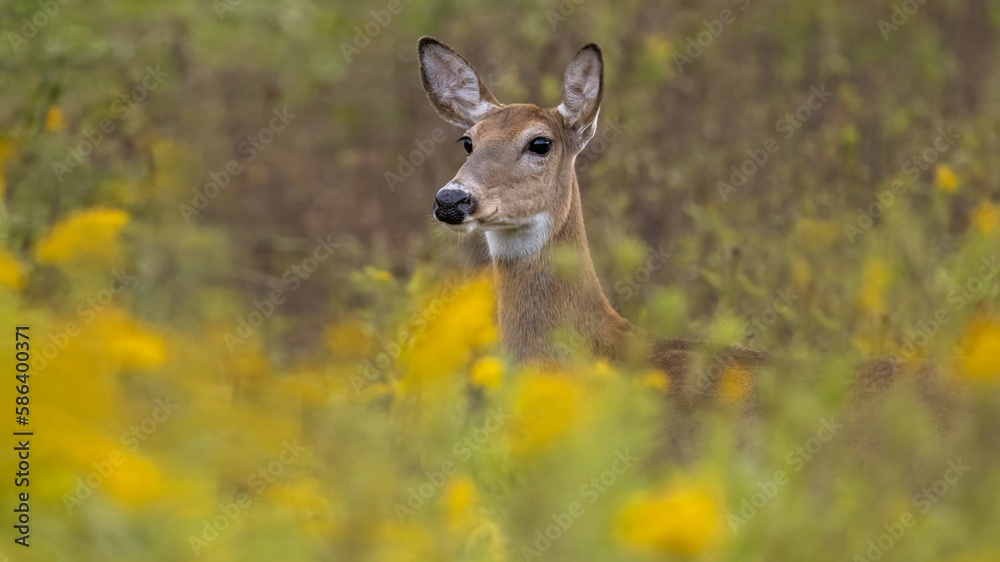 White-tailed Female Deer Grazing in a Field of Goldenrods. A stunning capture of a serene and peaceful scene in the wild. Wildlife photography. White-tailed Female Deer Grazing in a Field of Goldenrods. A stunning capture of a serene and peaceful scene in the wild. Wildlife photography.