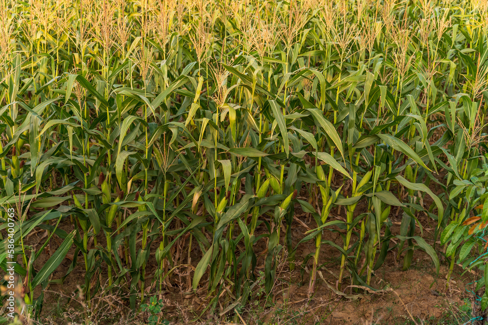 The corn or maize in the sweet corn field. waiting for harvest. The corn or maize in the sweet corn field. waiting for harvest.
