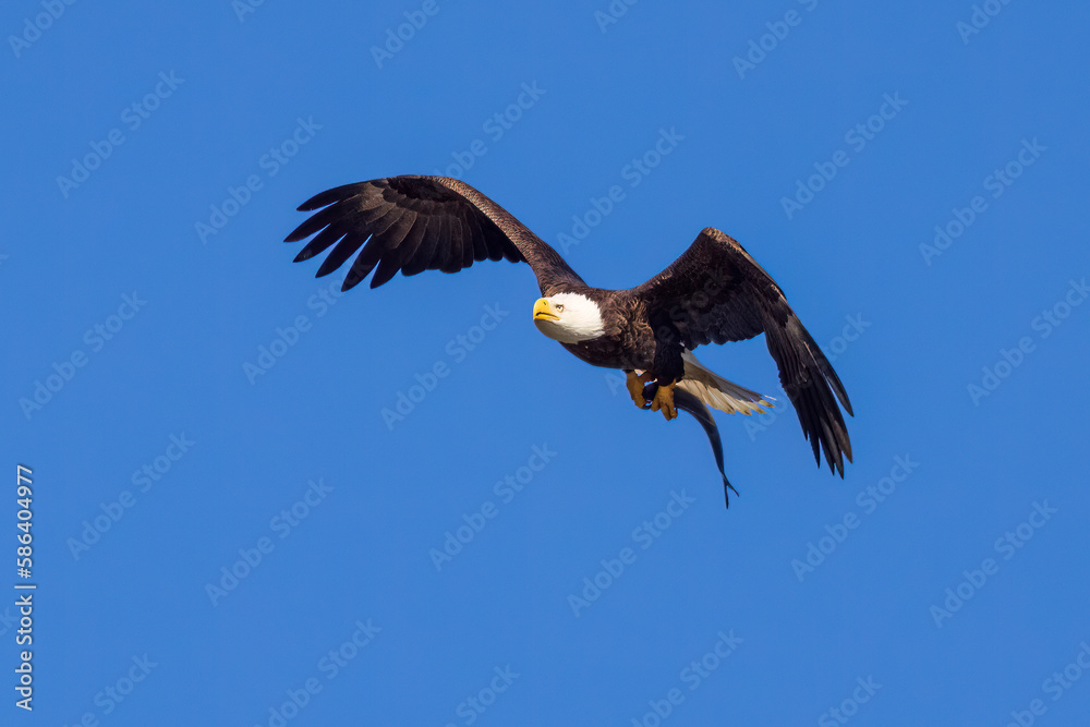 Obraz premium Bald Eagle with a fish in its talons