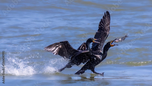 Two Cormorants Fighting Over a Fish Lunch © Brad
