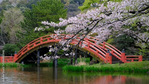 水辺に迫り出した桜の枝