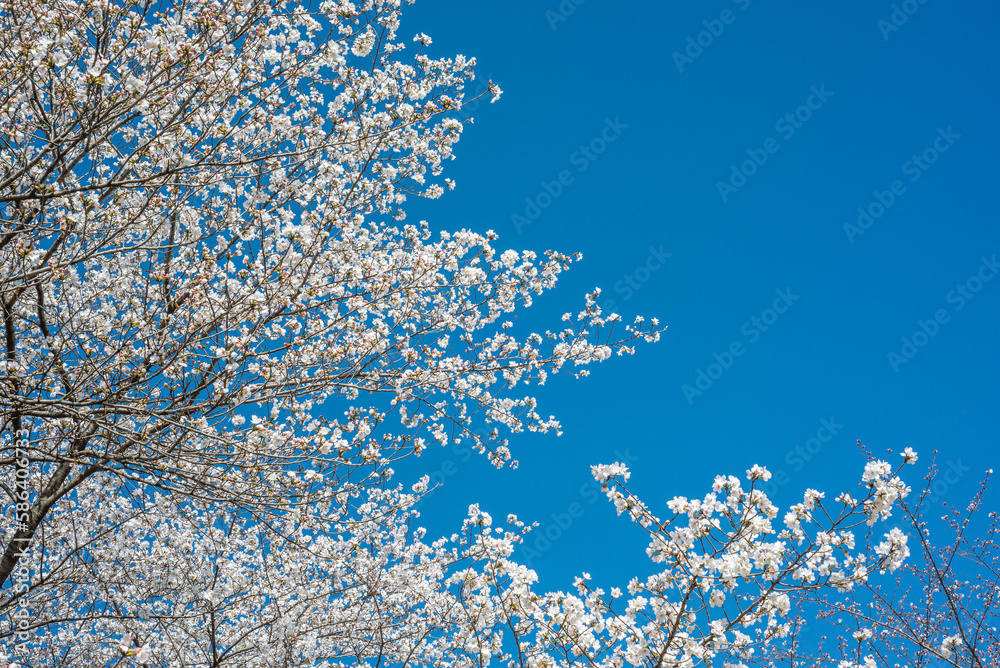 Cherry Blossom and Blue Sky
