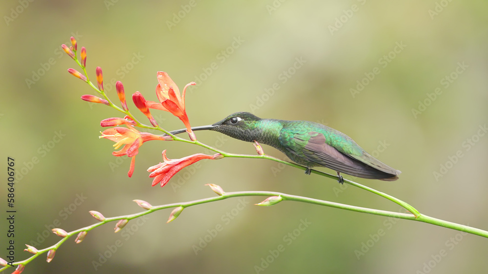 Obraz premium a talamanca hummingbird perched and feeding on a crocosima