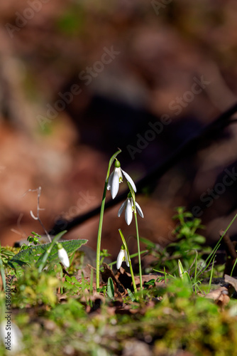 A beautiful, rare snowdrop (Galanthus nivalis) grows in the mountains