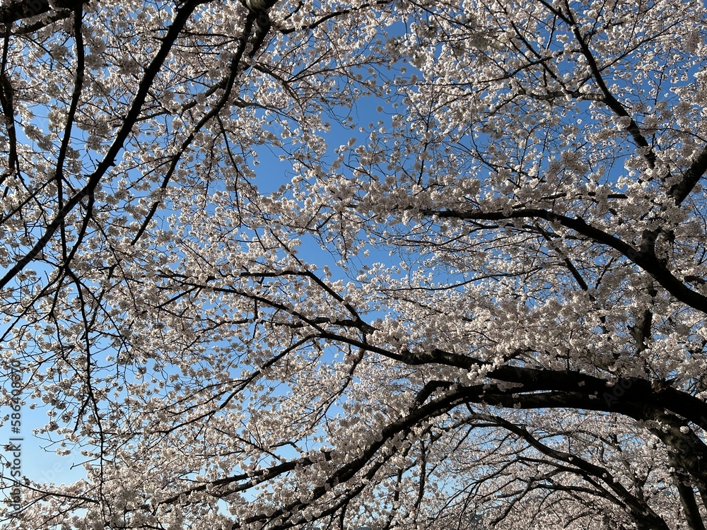 개금벚꽃길 위에서 찍은 봄의 대표적인 벚꽃 풍경! 도심과 어우러져서 더욱 멋진!!