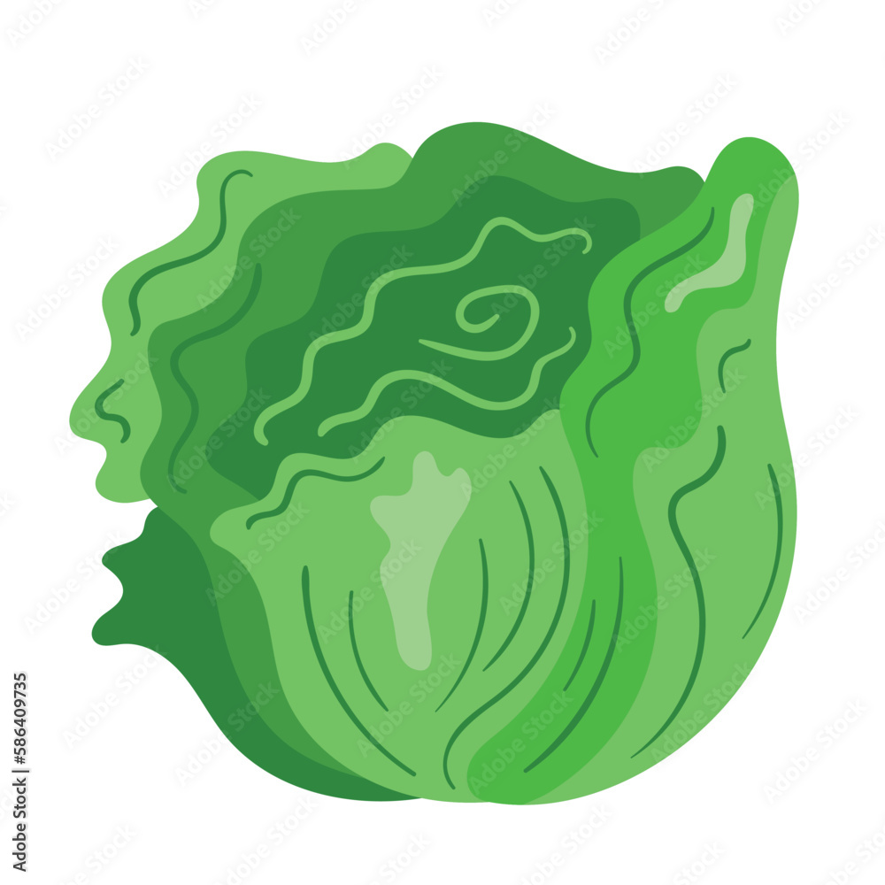 Obraz premium organic vegetable lettuce