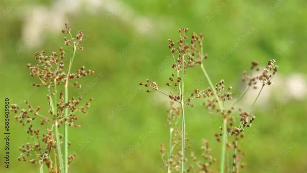 Fimbristylis miliacea (Also called the grasslike fimbry, hoorahgrass, Scirpus miliaceus). Malays use leaves for poulticing in fever Fimbristylis miliacea (Also called the grasslike fimbry, hoorahgrass, Scirpus miliaceus). Malays use leaves for poulticing in fever