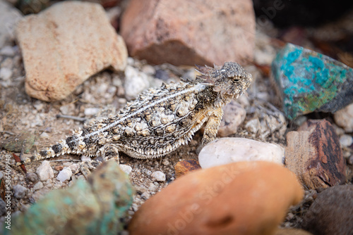 A Regal horned lizzard waiting for prey among a colorful rock garden. photo