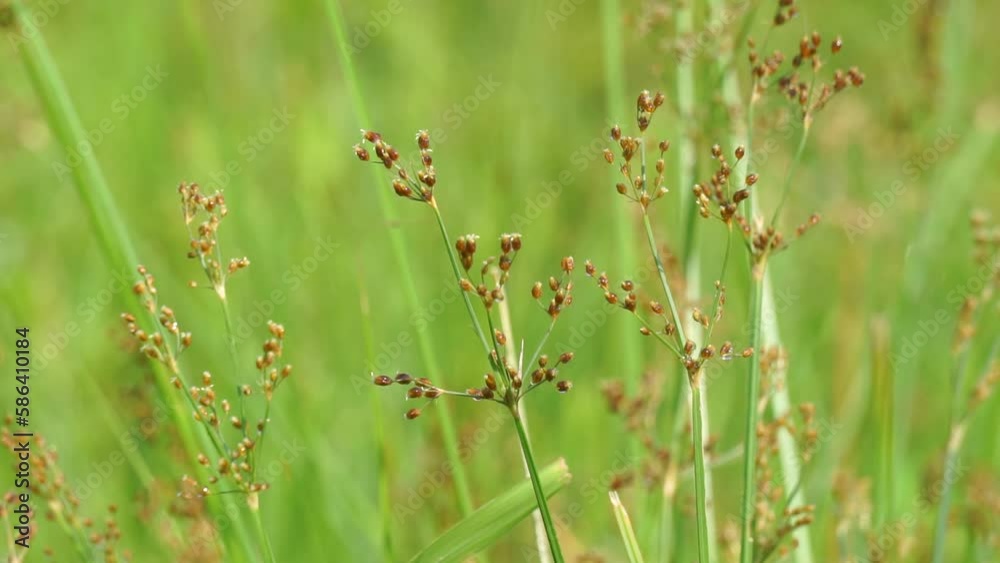 Fimbristylis miliacea (Also called the grasslike fimbry, hoorahgrass, Scirpus miliaceus). Malays use leaves for poulticing in fever Fimbristylis miliacea (Also called the grasslike fimbry, hoorahgrass, Scirpus miliaceus). Malays use leaves for poulticing in fever