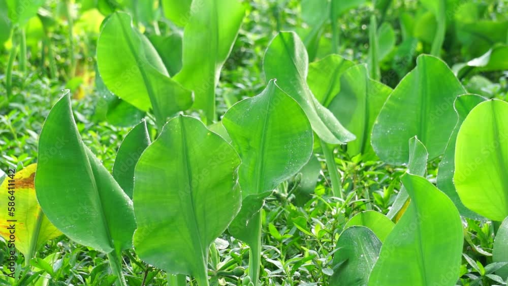 Limnocharis Flava Also Known Genjer Kelayan Eceng Limnocharis