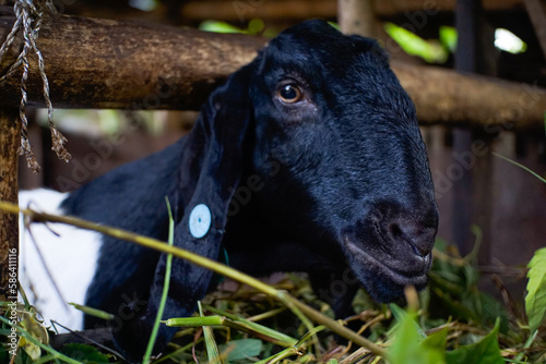 a goat looks at the camera, kambing