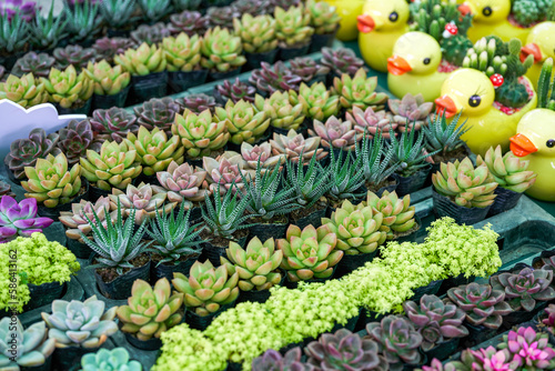 Lush and plump succulents close-up