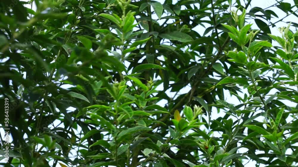 Green pigeon pea (also called Gude, kacang gude, kacang kayo,, kacang bali, Cajanus cajan, red gram, tur, pwa kongo, gungo peas) leaves with a natural background. Green pigeon pea (also called Gude, kacang gude, kacang kayo,, kacang bali, Cajanus cajan, red gram, tur, pwa kongo, gungo peas) leaves with a natural background.