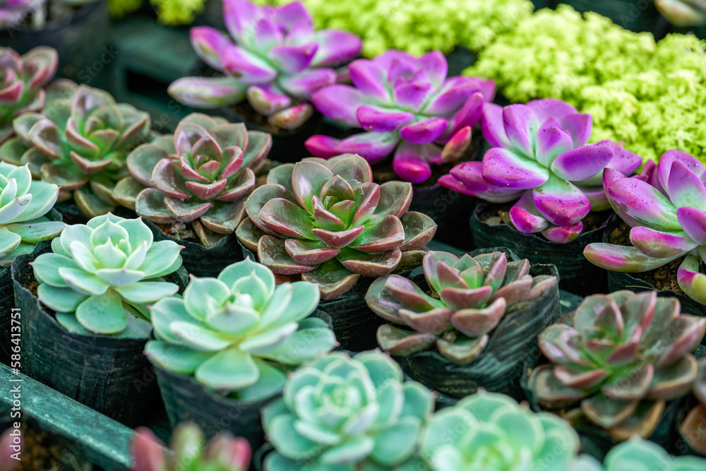 Lush and plump succulents close-up Lush and plump succulents close-up