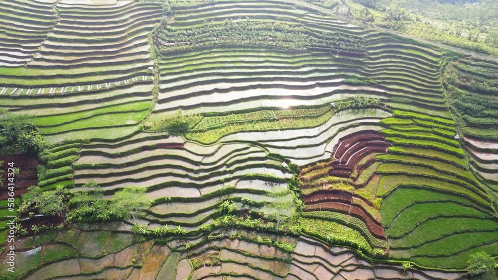 Orbit bird eye drone shot of green agricultural terraced rice field in the morning. Agriculture concept growing paddy plants - Rural landscape of Indonesia, Asia Orbit bird eye drone shot of green agricultural terraced rice field in the morning. Agriculture concept growing paddy plants - Rural landscape of Indonesia, Asia