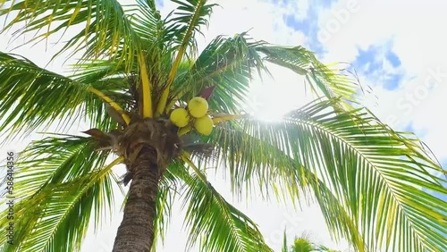 coconut tree with coconuts and the ray of sunshine that crosses the leavesat photo