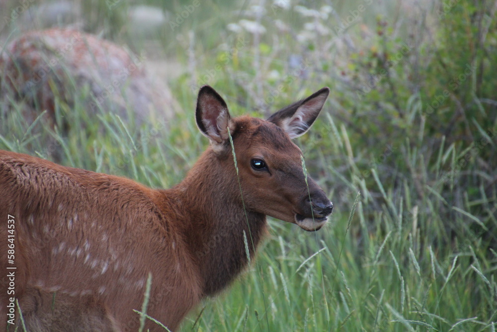 Young Elk, Jasper National Park, Alberta