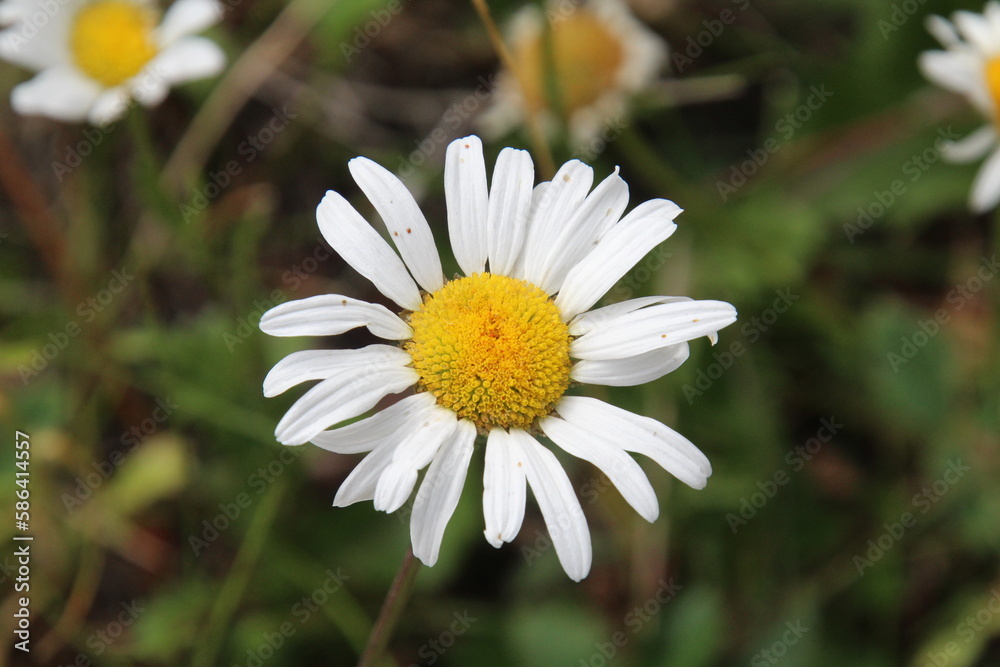 Obraz premium daisy in the grass