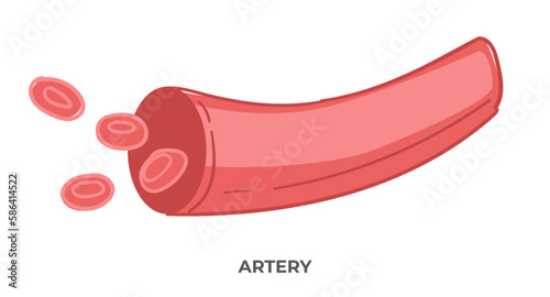 Artery blood vessels, health care and medicine
