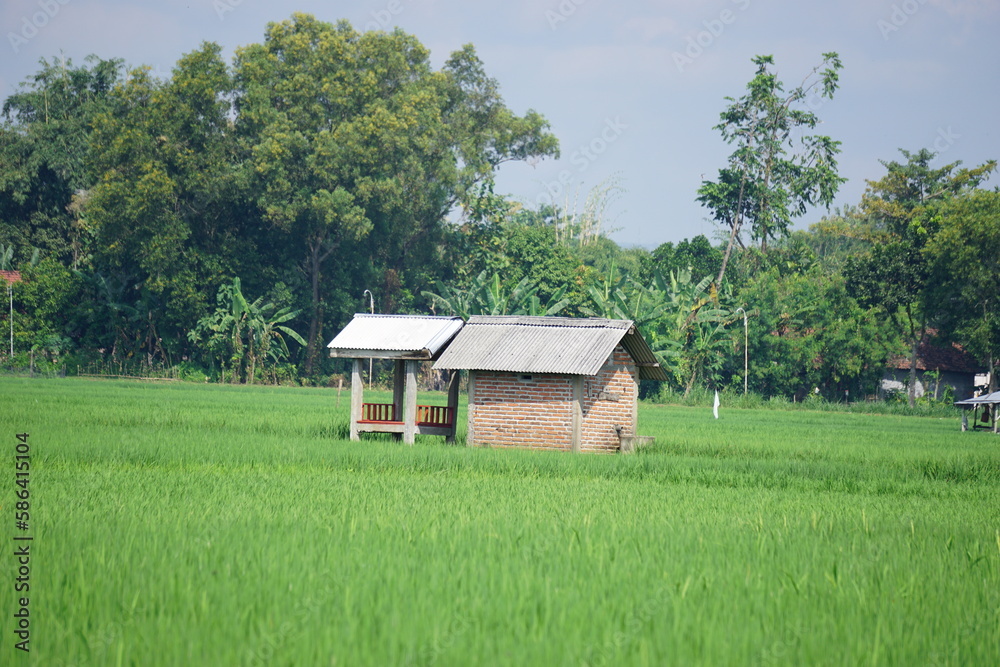 Small ludge in the field with a natural background. Indonesian farmer called gubuk and use it as place to take a rest