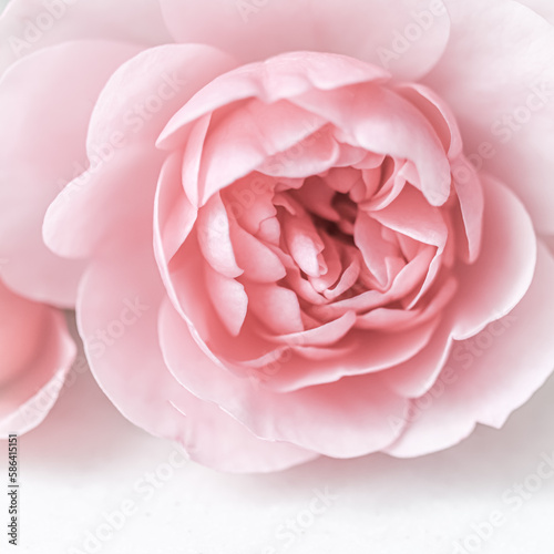 Pale pink rose flower. Soft focus. Macro flowers backdrop