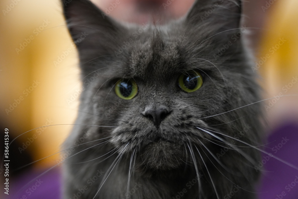 the cat. the cat at an international beauty contest. detail. the cat. the cat at an international beauty contest. detail.