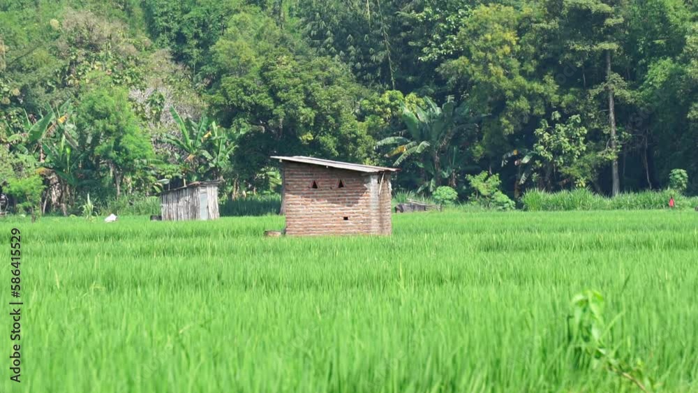 Small ludge in the field with a natural background. Indonesian farmer called gubuk and use it as place to take a rest Small ludge in the field with a natural background. Indonesian farmer called gubuk and use it as place to take a rest