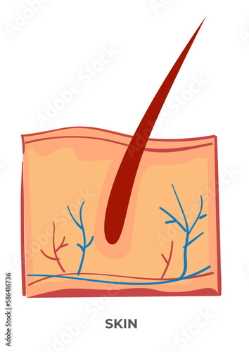 Skin organ of human body, anatomy and biology