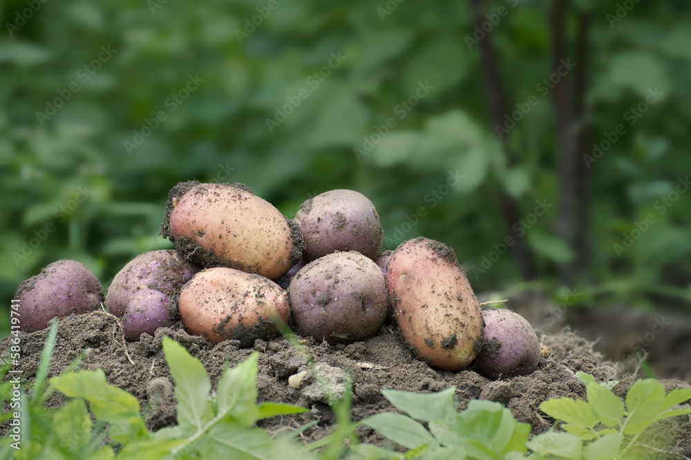 Pile of freshly dug multicolored potatoes Pile of freshly dug multicolored potatoes