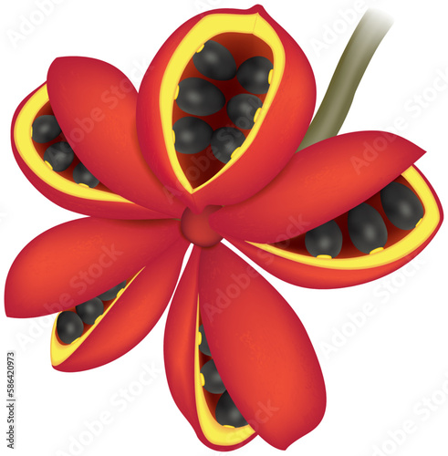 Hyper realistic vector illustration of Sterculia striata. Chicha fruit