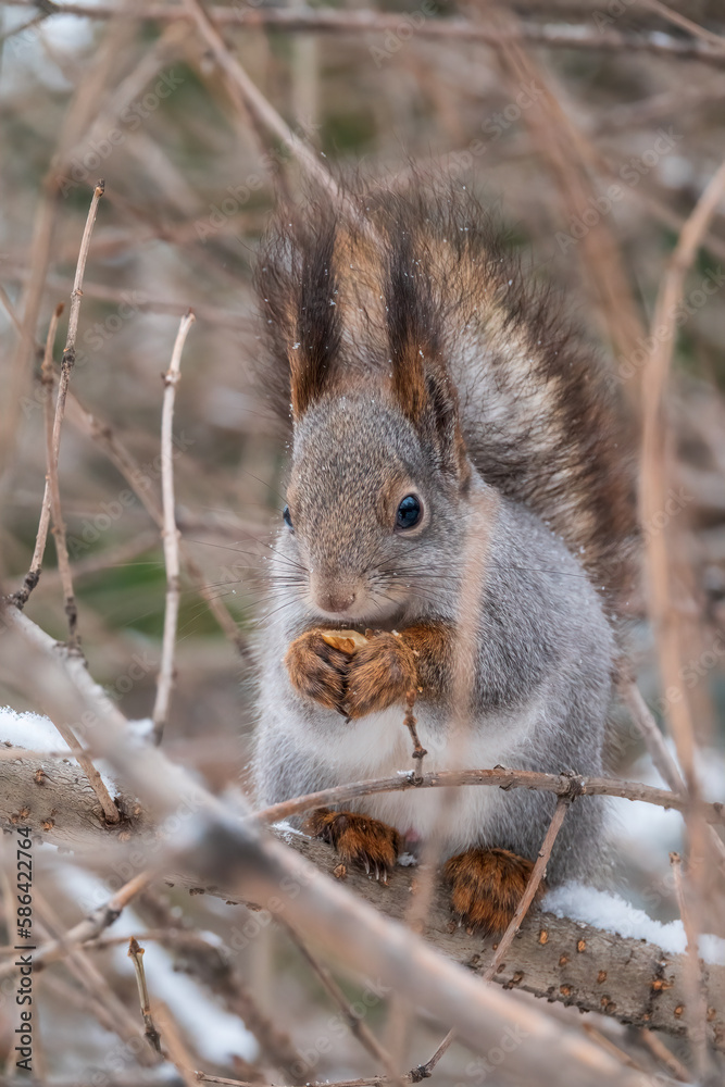 Fototapeta premium The squirrel with nut sits on tree in the winter or late autumn