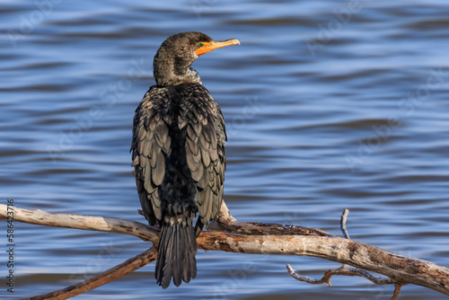 Double-crested Cormorant  Nannopterum auritum  perched on the shore of Lake Hefner in Oklahoma City  OK  USA