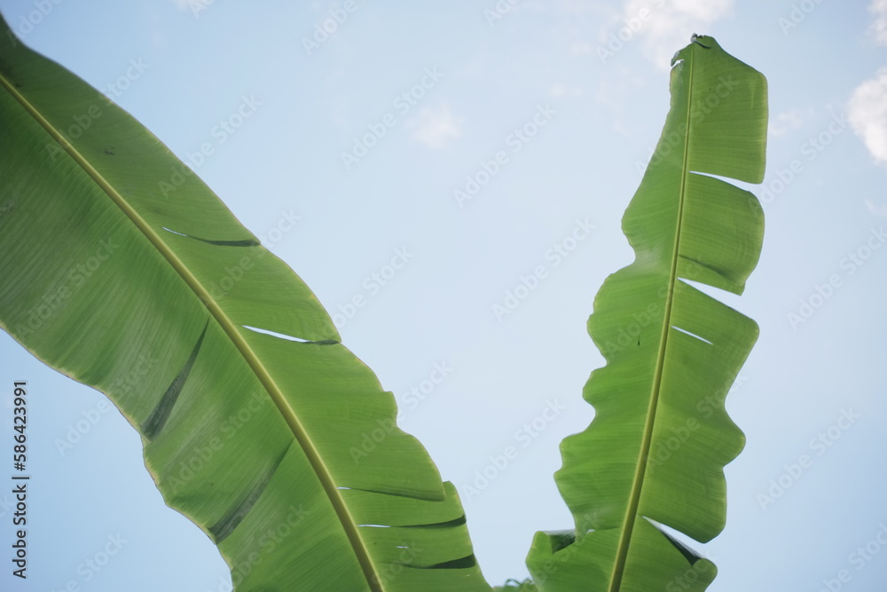 green leaf on blue sky green leaf on blue sky
