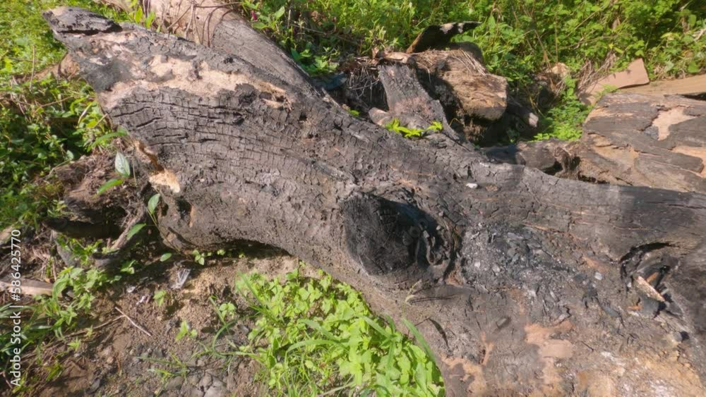 Trunk of cut and burned tree lying on the ground. Deforestation of the forest in Brazil Trunk of cut and burned tree lying on the ground. Deforestation of the forest in Brazil