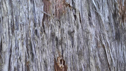 Video of Tree Bark Close-Up 4K - Australia