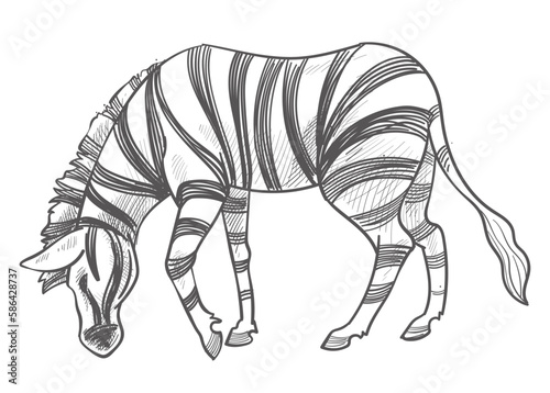 Zebra eating grass, herbivore animal monochrome