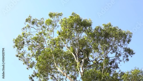 Australian Gum Tree and Blue Sky 4K