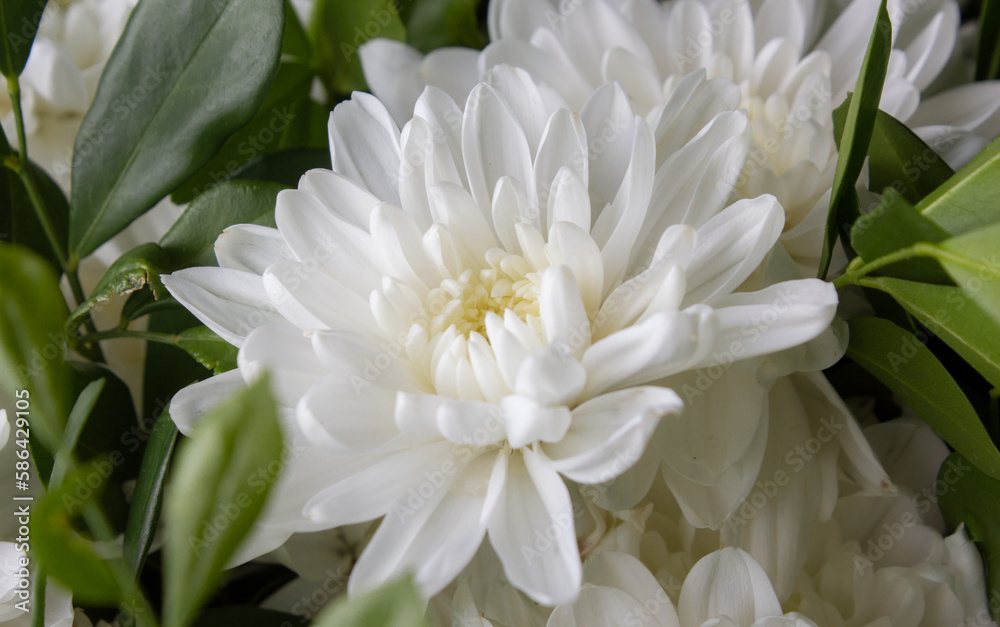 Close-up de crisantemo blanco Close-up de crisantemo blanco