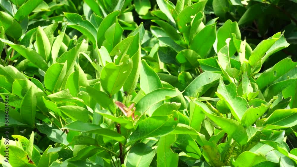 Syzygium aqueum (watery rose apple, water apple, bell fruit) leaves